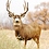 deerfaced